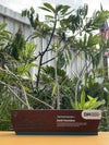 Petronas